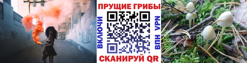 Купить  Княгинино  Псилоцибиновые грибы мицелий 
